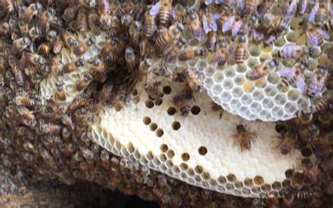 五行 宝石 蜜蜂在家築巢怎麼辦